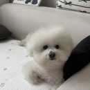 참조은펫 이미지