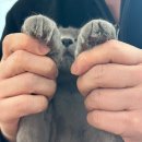 캣존 | 울산고양이미용 고양이목욕 캣존 후기