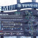 제 128회차. 26년 2월 정기산행. 웰니스 영양 죽파리 자작나무숲 트레킹 이미지