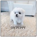 온퍼피 프리미엄 전주강아지분양 본점 | 처음 만난 강아지 전주강아지분양 온퍼피 강아지분양 전주본점 만족후기