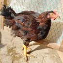 일월부화장 이미지