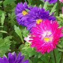 프렌치 메리골드,과꽃(분홍,보라) 이미지