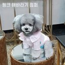 해바라기 애견 이미지