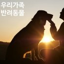 동락공원 반려동물 놀이터 이미지