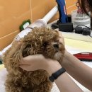 명동물병원 | 아산 일상｜루비 첫 미용! 명동물병원에서 예쁘게 다녀왔어요
