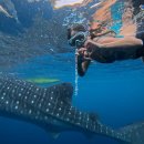 댕댕이뽀샵 | 세부 3박5일 일정 - 1일차 고래상어투어 내돈내산 / 투말록폭포 / 모알보알/ 오모팩 / 투어준비팁...