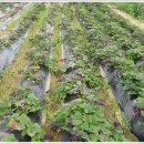 창규농장 이미지