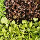 흥농농약종묘사 이미지