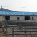 동해오징어