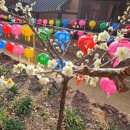 문화마당(1209) | 전남 순천 가볼만한 곳, 조계산 장군봉 최단코스, 유명사찰 선암사 매화