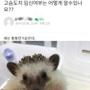 고슴도치 가시 잘라버린 사람 이미지