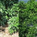 엉클농장 이미지