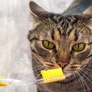 로얄도그앤캣메디컬센터 이미지