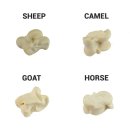 수지가축인공수정소 | 고대 그리스의 점술 아스트라갈로스(Astragalos)