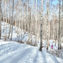 자작나무집 이미지