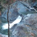 강여울 숲 이미지