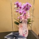 [양가 첫인사 선물] 양재 꽃시장 황해농원 호접란 구매후기