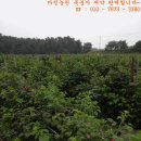 송진농장 이미지