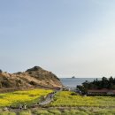 사계남로216번길 | 4월 제주 여행 🌼 유채꽃 명소 소색채본 카페 후기