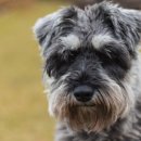 바나나 동물병원 이미지