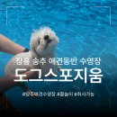 양주 장흥 송추 도그스포지움 | 서울 근교 국내 최대 규모 애견수영장 방문 후기