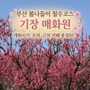 청초농장 | 봄나들이 실시간 핫플🌸 기장 매화원 주말 방문 후기 및 꿀팁 총정리💖 (주차 꿀팁 반려동물 동반 가능🐶)