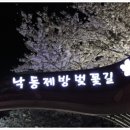 낙동제방 강변동원@ 맞은편 | 벚꽃놀이 일찍이 즐겨본 후기