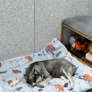 위런한방재활동물병원 이미지