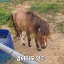 고가네연구소 네이버블로그