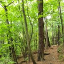 숲속의궁전 이미지