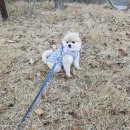 DOG 깨비 이미지