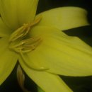 제주각시 이미지