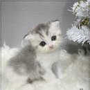 펫 파라다이스 동물병원 이미지