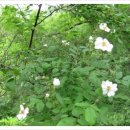 곰배령새소리 이미지