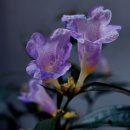 램프요정 - 고양시 덕양구 | 램프요정