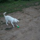 도그의 하루 이미지