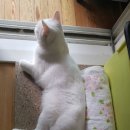 옹옹