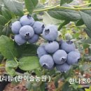 (주)초이스팜