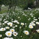 개나리꽃농원 이미지