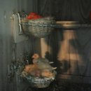 카나리아 이미지