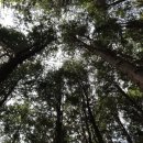 감천산림공원 이미지