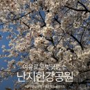 여유로운 | [난지한강공원] 벚꽃 막차🌸 사람 없는 여유로운 벚꽃 명소 피크닉 후기