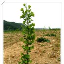 은행나무농장 이미지