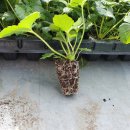 한반동농장 이미지