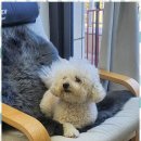 아지묭실 이미지