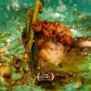 라페스타 문화의 거리 | 일산 라페스타 맛집 꽃게 닭도리탕 메인 술집 | 불꽃게 일산점