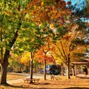 일동라스베가스 공원 이미지