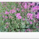 방성4리 이미지