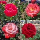 목동교 화장실 | 중랑 서울장미축제 방문후기