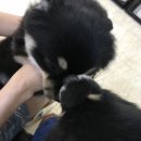 여시코빼기 이미지